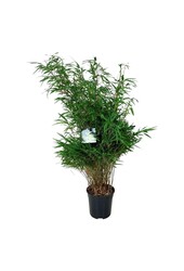 Bamboe Fargesia rufa