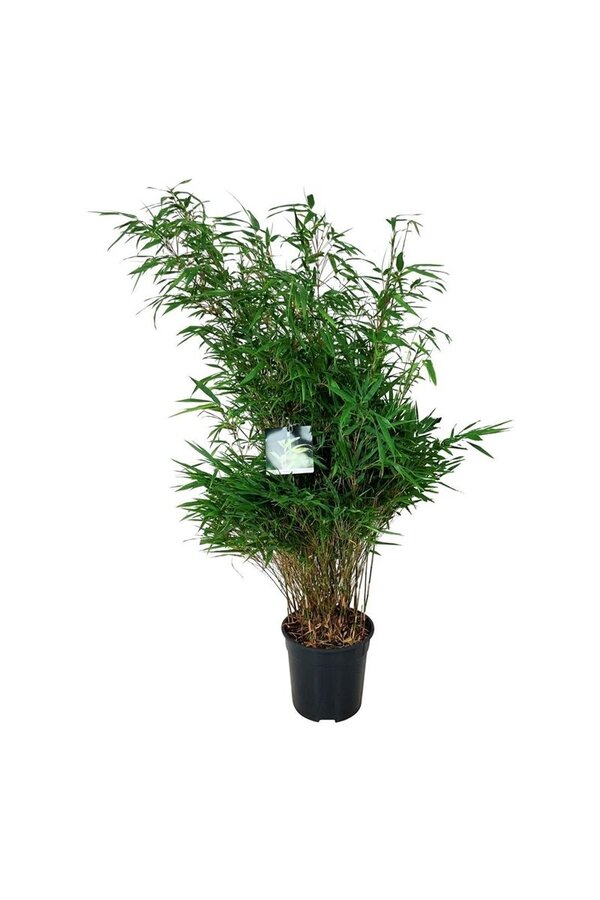 Bamboe Fargesia rufa