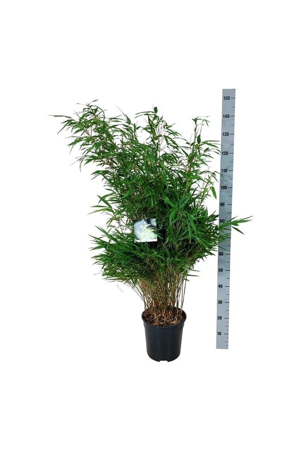 Bamboe Fargesia rufa