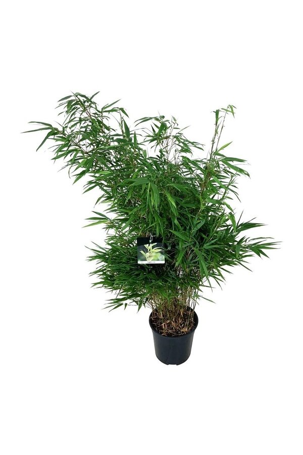 Bamboe Fargesia rufa