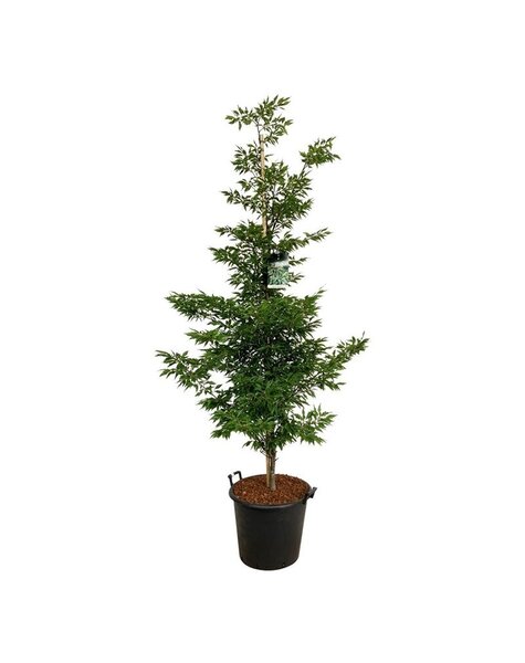 Fagus