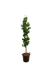Beukenboom Fagus Dawyck