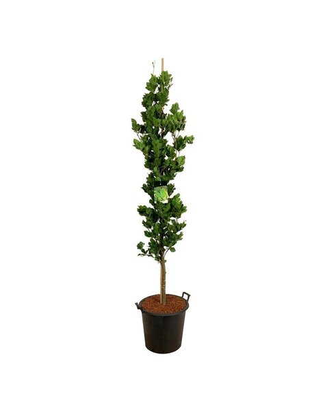 Fagus