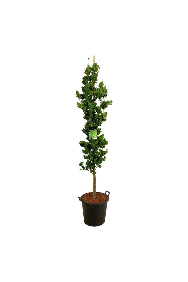 Beukenboom Fagus Dawyck