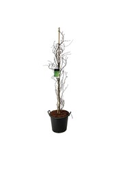 Beukenboom Fagus Dawyck