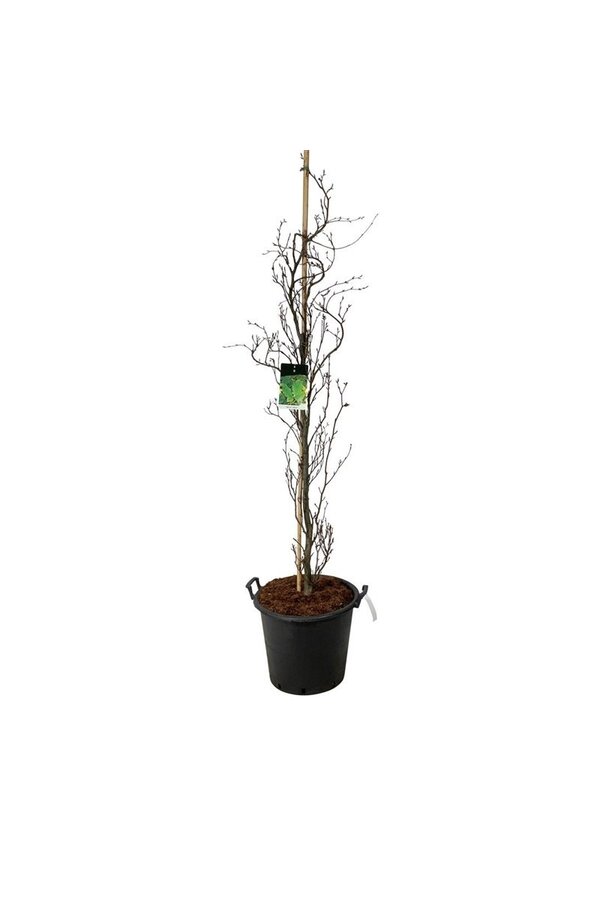 Beukenboom Fagus Dawyck