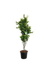 Beukenboom Fagus Dawyck Gold