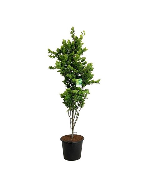 Fagus