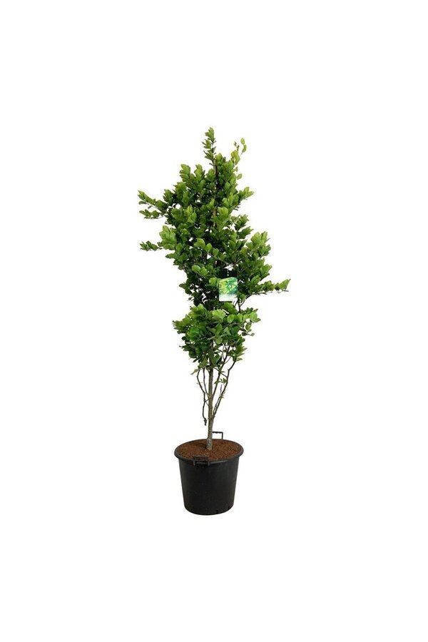 Beukenboom Fagus Dawyck Gold