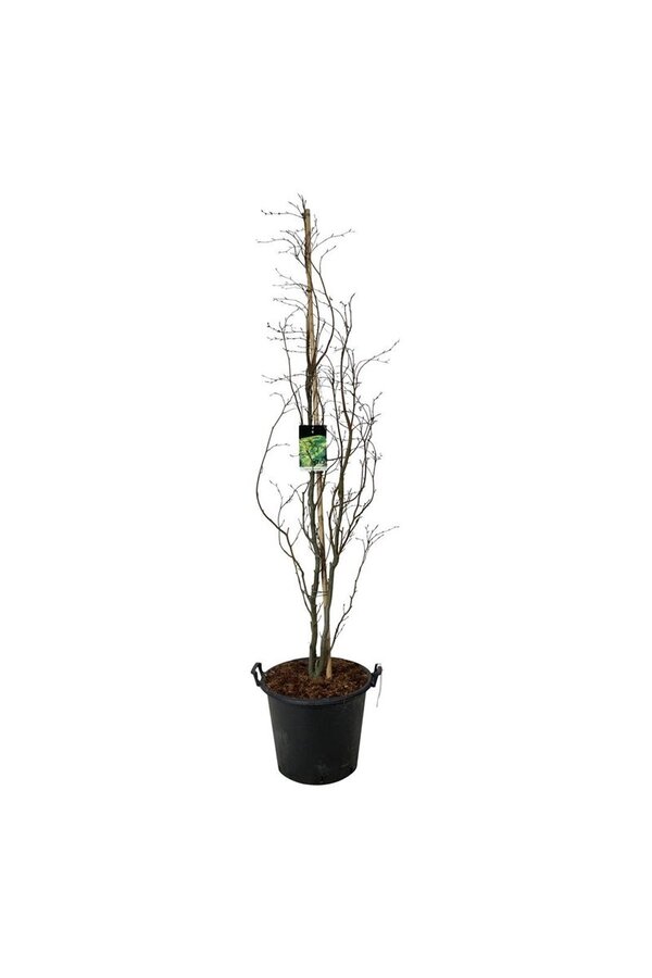 Beukenboom Fagus Dawyck Gold