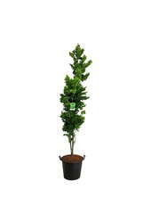 Beukenboom Fagus Dawyck Gold