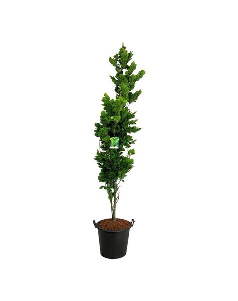 Fagus