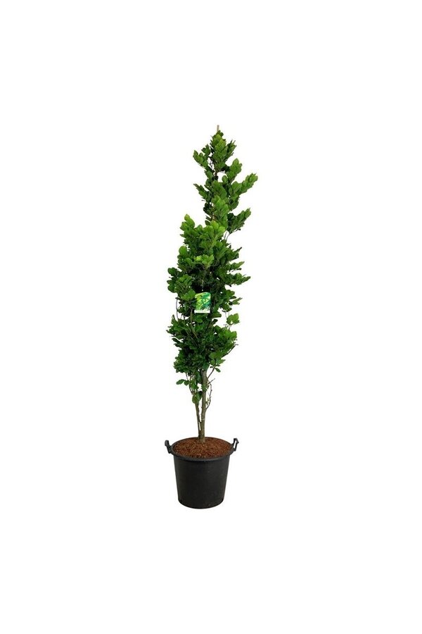 Beukenboom Fagus Dawyck Gold