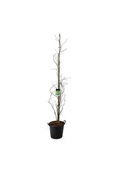 Beukenboom Fagus Dawyck Gold