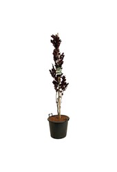 Beukenboom Fagus Dawyck Purple