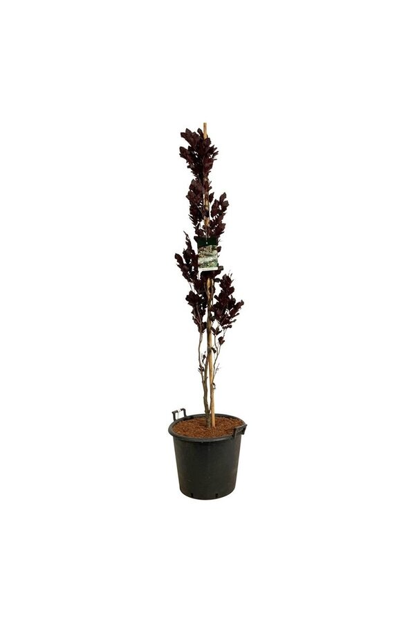 Beukenboom Fagus Dawyck Purple