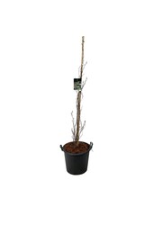 Beukenboom Fagus Dawyck Purple