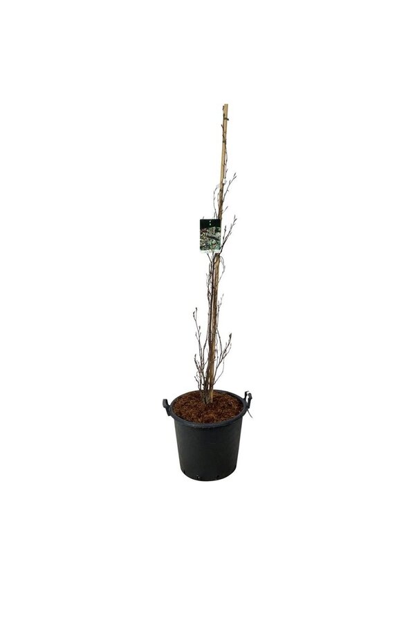 Beukenboom Fagus Dawyck Purple