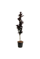 Beukenboom Fagus Dawyck Purple