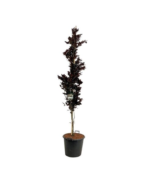 Fagus