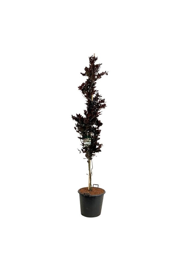 Beukenboom Fagus Dawyck Purple