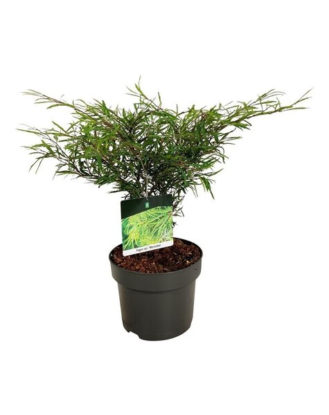 Fagus