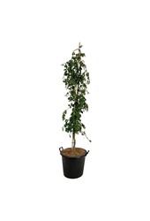 Beukenboom Fagus Pendula