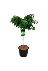 Japanse Notenboom Ginkgo biloba Mariken