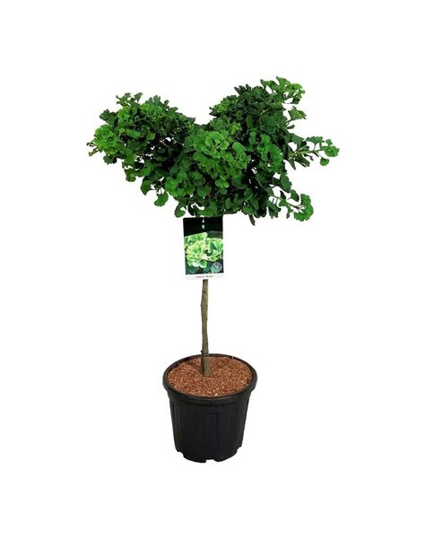 Ginkgo