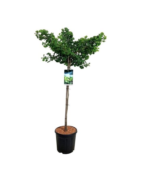 Ginkgo