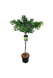 Ginkgo biloba Mariken, l'Arbre aux quarante écus