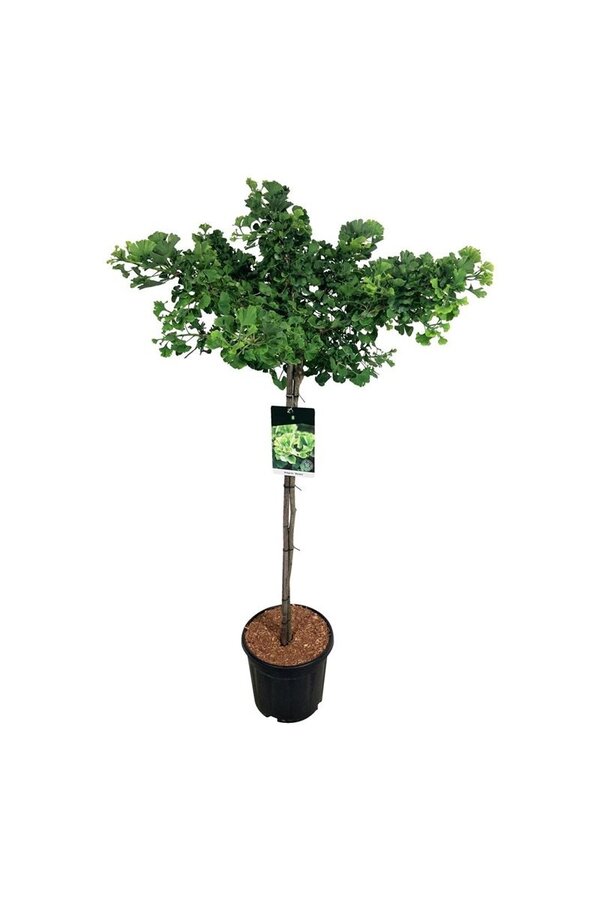 Japanse Notenboom Ginkgo biloba Mariken