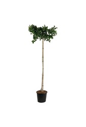 Japanse Notenboom Ginkgo biloba Pendula
