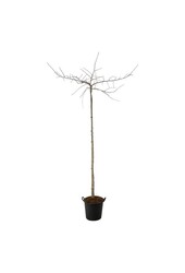 Japanse Notenboom Ginkgo biloba Pendula