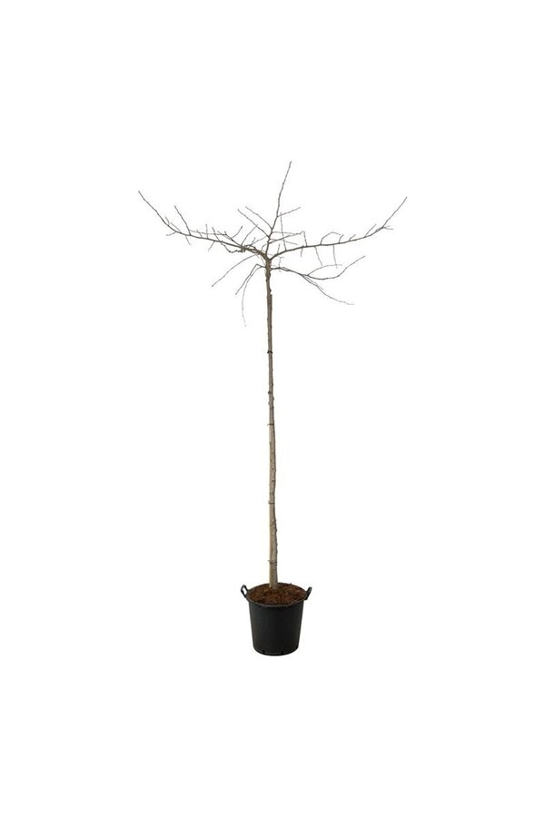 Japanse Notenboom Ginkgo biloba Pendula