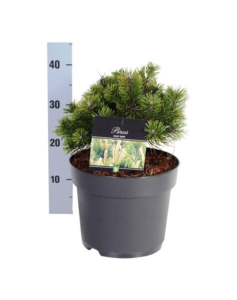 Pinus