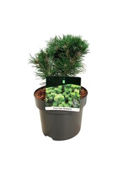 Denneboom Pinus mugo Heideperle