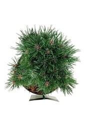 Denneboom Pinus mugo Heideperle