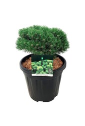 Denneboom Pinus mugo Heideperle