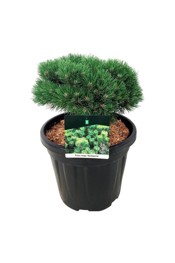 Denneboom Pinus mugo Heideperle