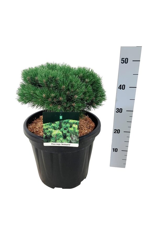 Denneboom Pinus mugo Heideperle