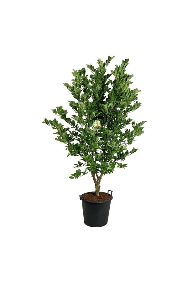 Magnolia de Loebner 'Wildcat'