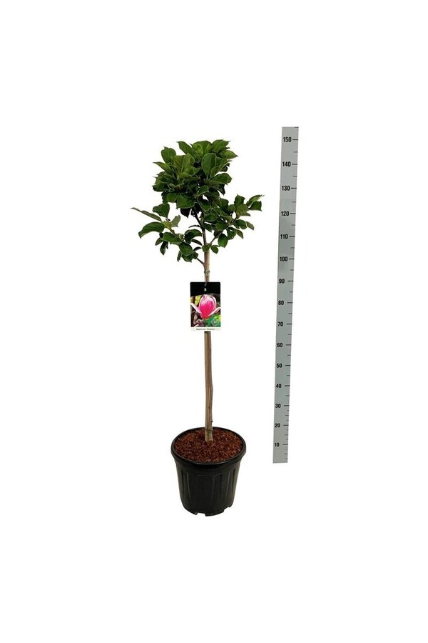 Magnolia Satisfaction