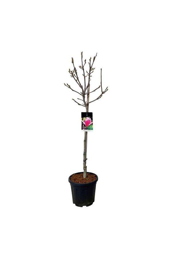 Beverboom Magnolia Satisfaction