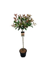 Glansmispel Photinia fraseri Red Robin