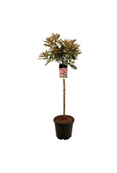 Néflier brillant Photinia Pink Crispy ®