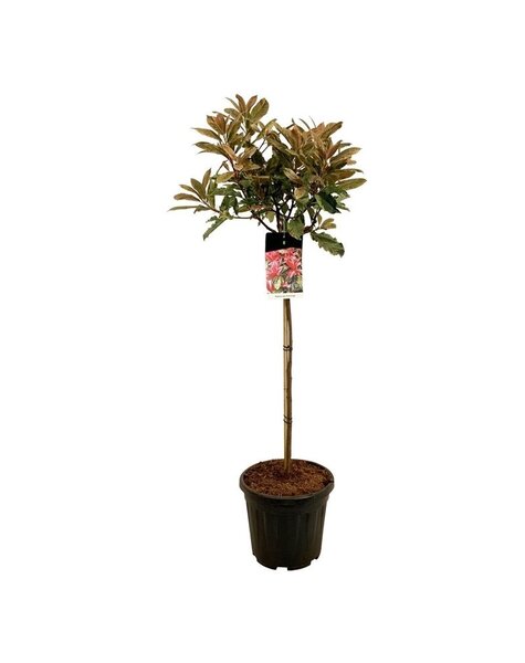 Photinia