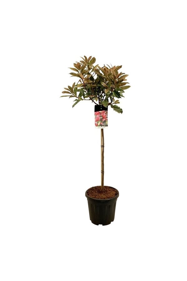 Glansmispel Photinia Pink Crispy ®