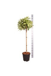 Glansmispel Photinia Pink Crispy ®