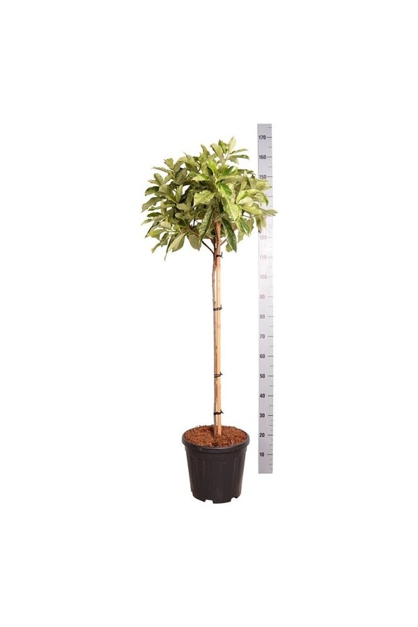 Glansmispel Photinia Pink Crispy ®